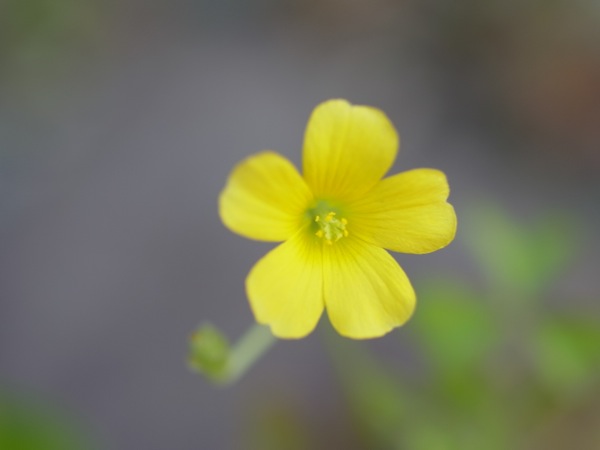f:id:elmikamino:20110610092521j:image