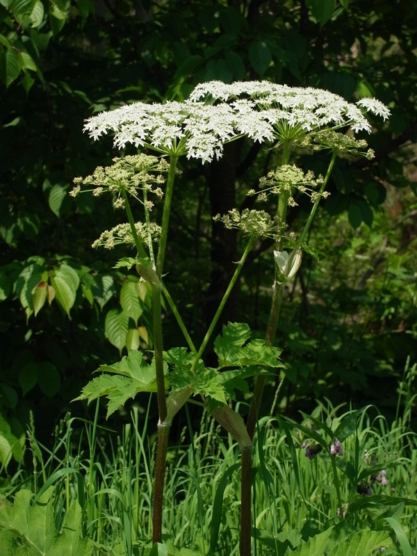 f:id:elmikamino:20110610092906j:image