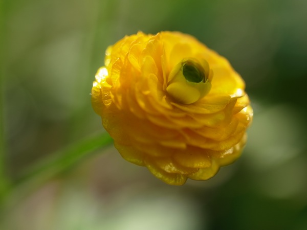 f:id:elmikamino:20110610093330j:image