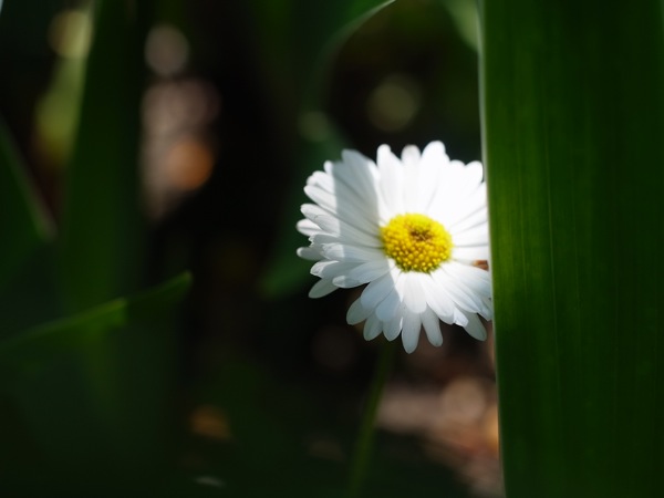 f:id:elmikamino:20110610093421j:image
