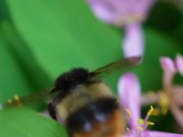 f:id:elmikamino:20110610095308j:image
