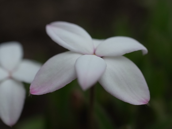 f:id:elmikamino:20110610095547j:image