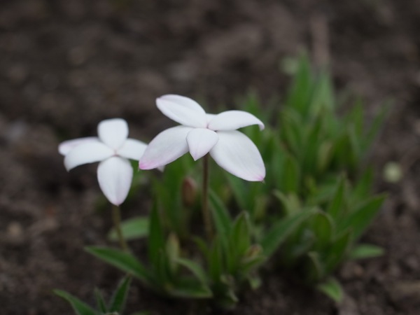 f:id:elmikamino:20110610095555j:image