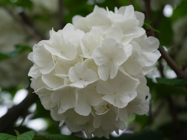 f:id:elmikamino:20110612093854j:image f:id:elmikamino:20110612093854j:image