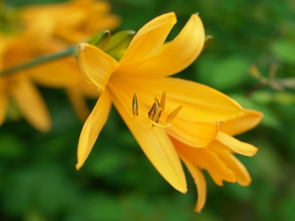 f:id:elmikamino:20110612094329j:image f:id:elmikamino:20110612094329j:image