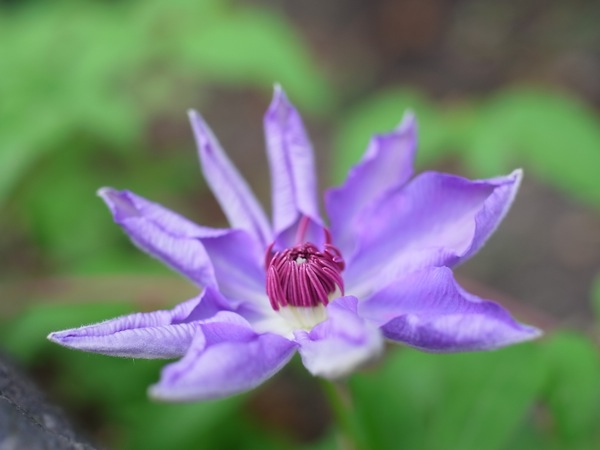 f:id:elmikamino:20110612095013j:image f:id:elmikamino:20110612095013j:image