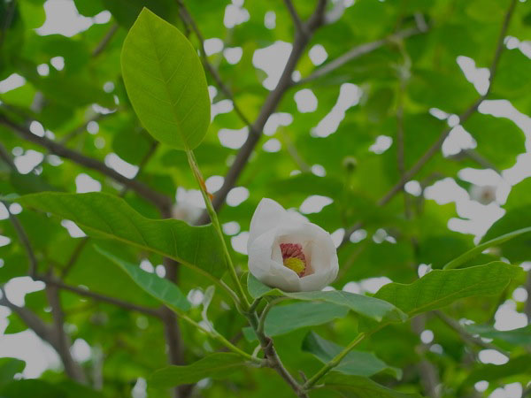 f:id:elmikamino:20110612095703j:image f:id:elmikamino:20110612095703j:image