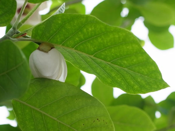 f:id:elmikamino:20110612100320j:image f:id:elmikamino:20110612100320j:image