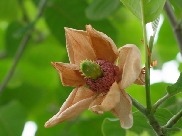 f:id:elmikamino:20110612100403j:image f:id:elmikamino:20110612100403j:image