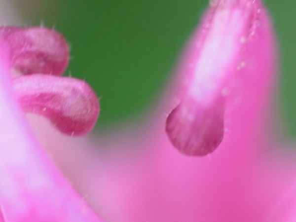 f:id:elmikamino:20110612100829j:image f:id:elmikamino:20110612100829j:image