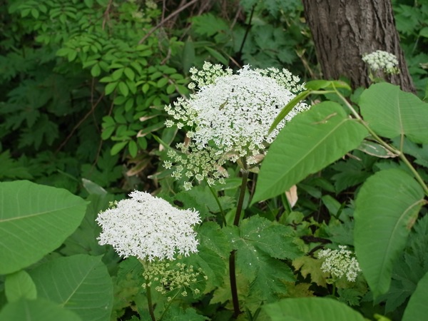 f:id:elmikamino:20110612101347j:image f:id:elmikamino:20110612101347j:image