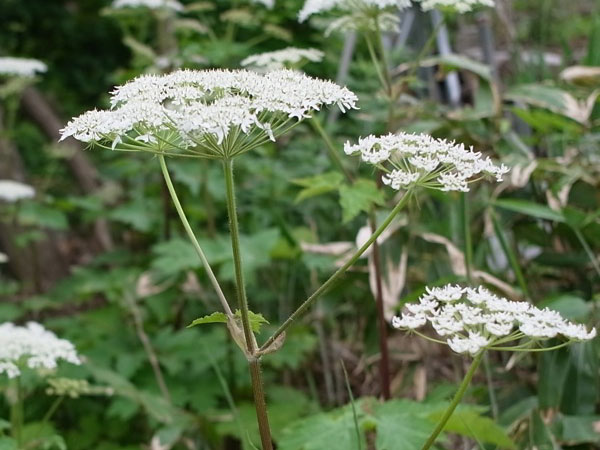 f:id:elmikamino:20110612101419j:image f:id:elmikamino:20110612101419j:image