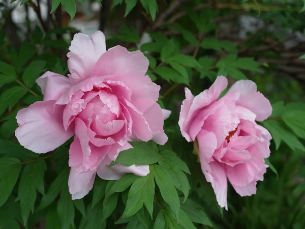 f:id:elmikamino:20110612101540j:image f:id:elmikamino:20110612101540j:image