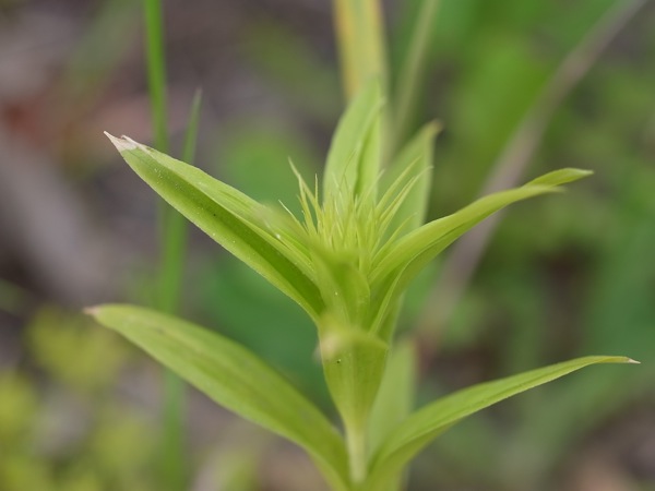 f:id:elmikamino:20110612101858j:image f:id:elmikamino:20110612101858j:image