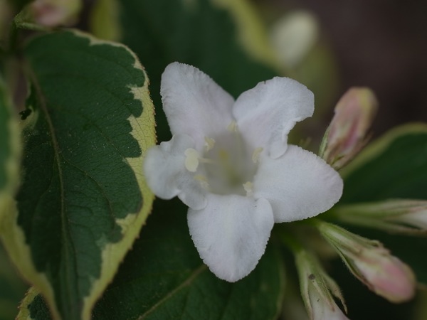 f:id:elmikamino:20110612102132j:image f:id:elmikamino:20110612102132j:image