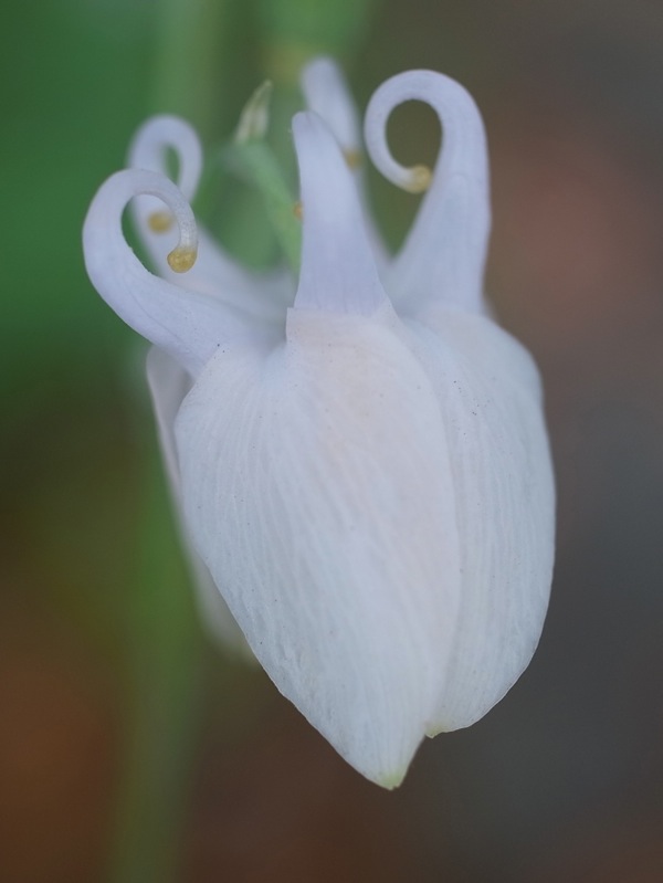f:id:elmikamino:20110612102229j:image f:id:elmikamino:20110612102229j:image