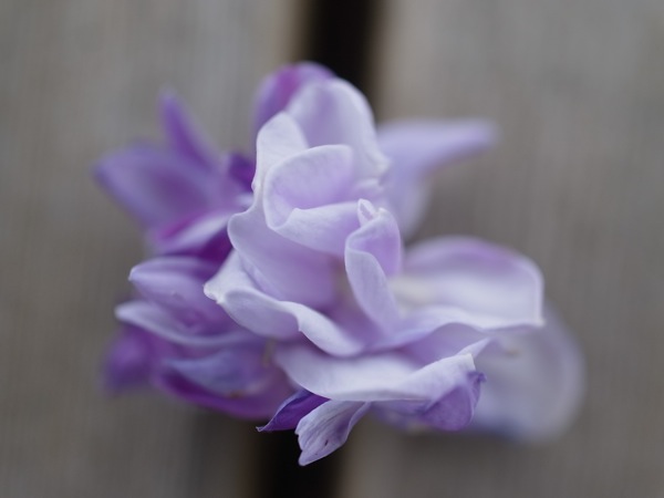 f:id:elmikamino:20110612102841j:image f:id:elmikamino:20110612102841j:image