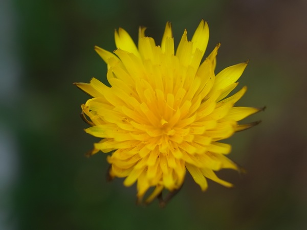 f:id:elmikamino:20110613101907j:image