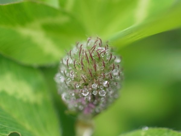 f:id:elmikamino:20110613102009j:image