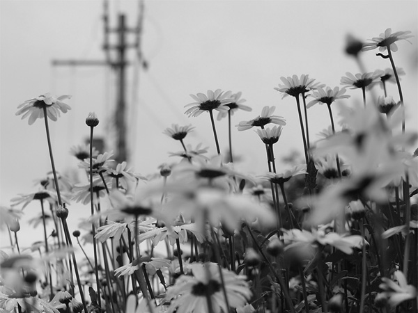 f:id:elmikamino:20110613102123j:image