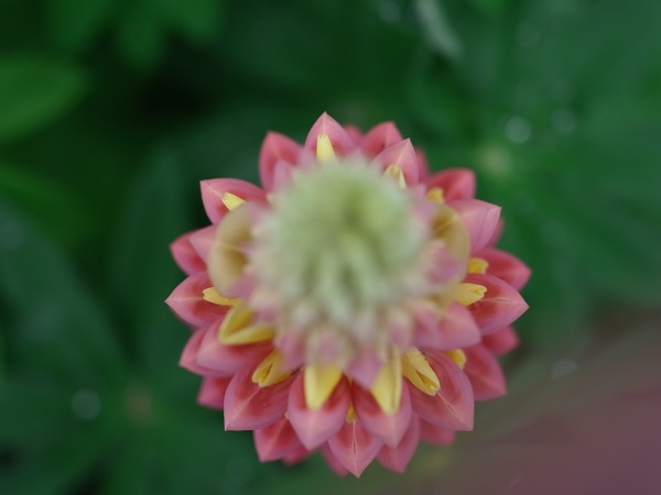 f:id:elmikamino:20110613102257j:image