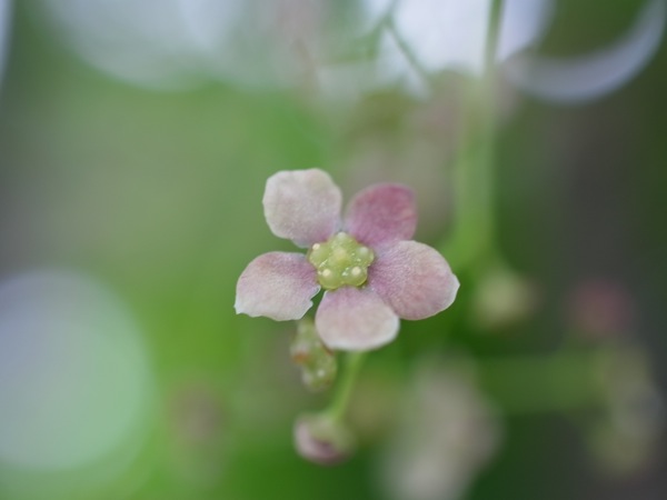 f:id:elmikamino:20110613102430j:image