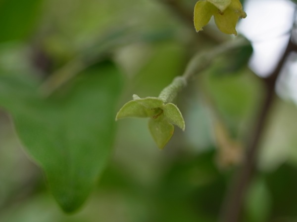f:id:elmikamino:20110613102613j:image