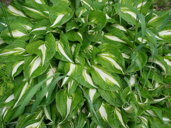 f:id:elmikamino:20110613102702j:image