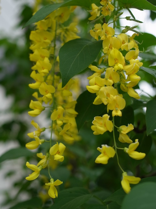 f:id:elmikamino:20110613103418j:image