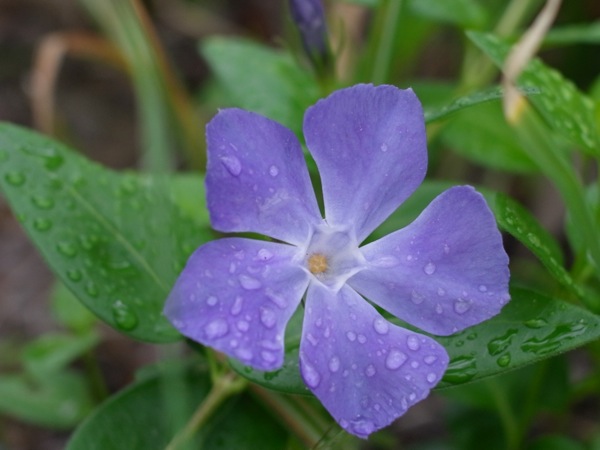f:id:elmikamino:20110613104020j:image