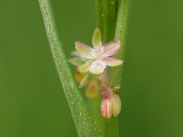f:id:elmikamino:20110613104246j:image