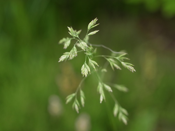 f:id:elmikamino:20110613104312j:image