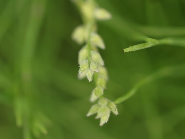 f:id:elmikamino:20110613104552j:image