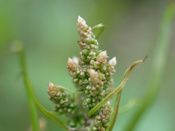 f:id:elmikamino:20110613104751j:image