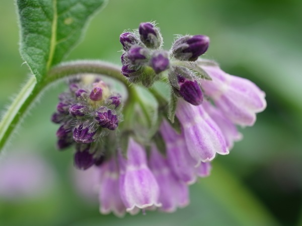 f:id:elmikamino:20110613104924j:image