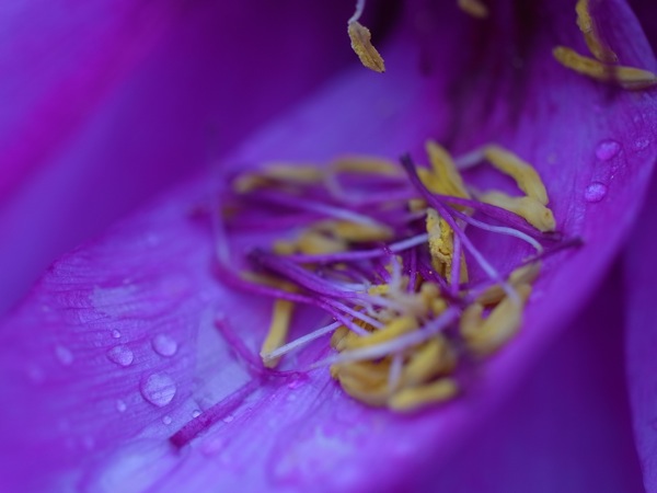 f:id:elmikamino:20110613105313j:image