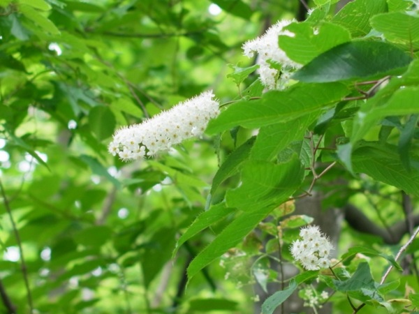 f:id:elmikamino:20110613105719j:image