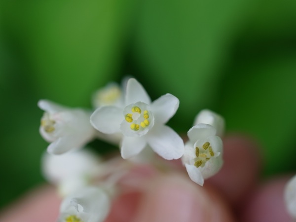 f:id:elmikamino:20110613110000j:image