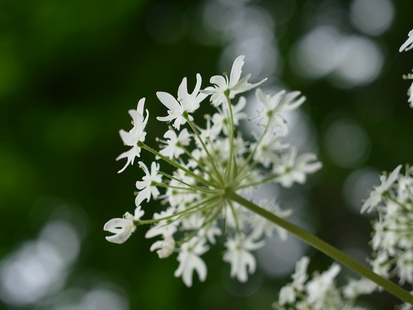 f:id:elmikamino:20110613110425j:image