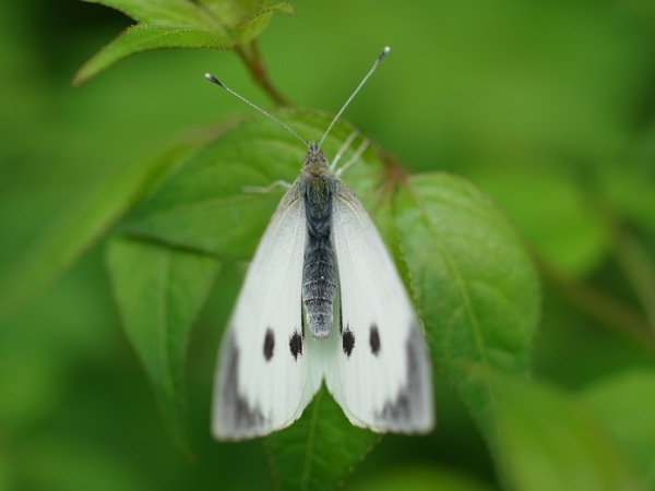 f:id:elmikamino:20110613110517j:image