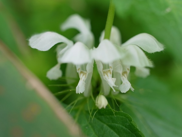 f:id:elmikamino:20110613110725j:image