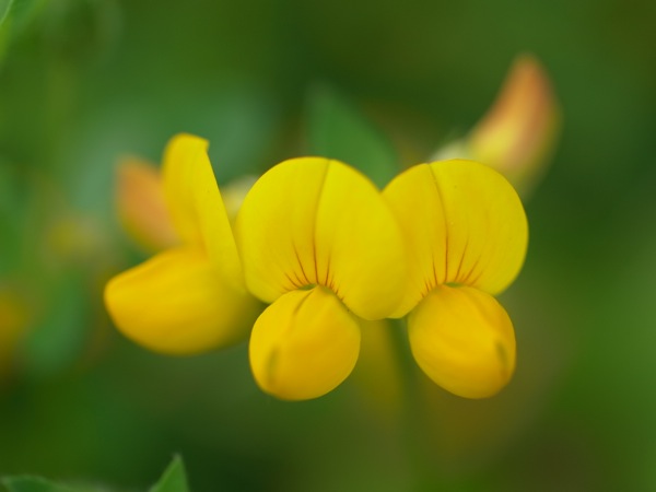 f:id:elmikamino:20110613111723j:image