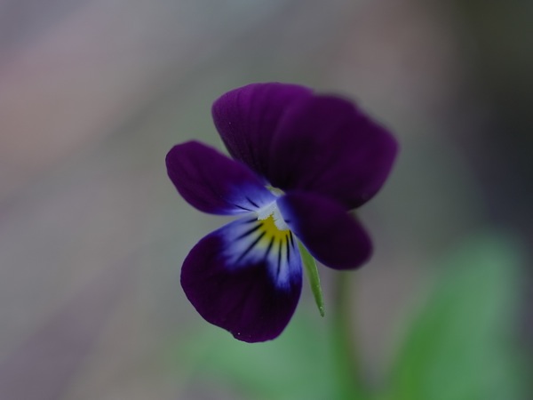 f:id:elmikamino:20110613112653j:image