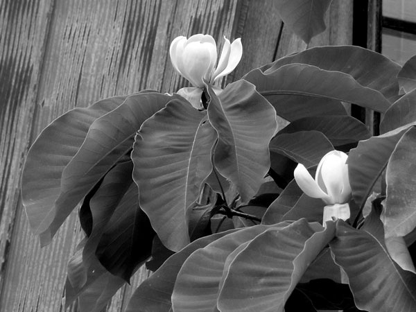 f:id:elmikamino:20110615153746j:image