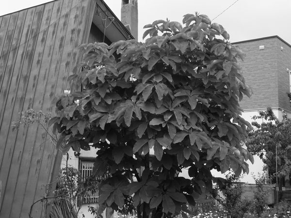 f:id:elmikamino:20110615153825j:image