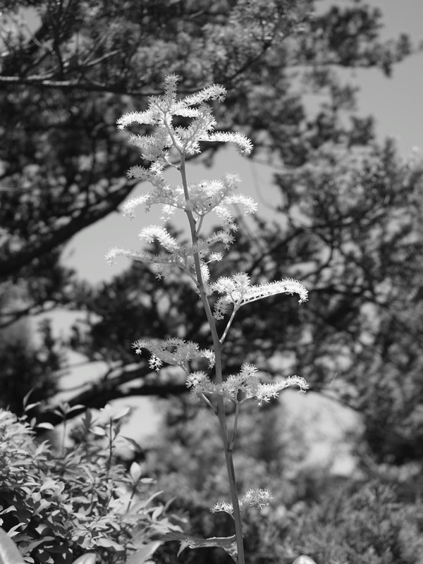 f:id:elmikamino:20110617110537j:image