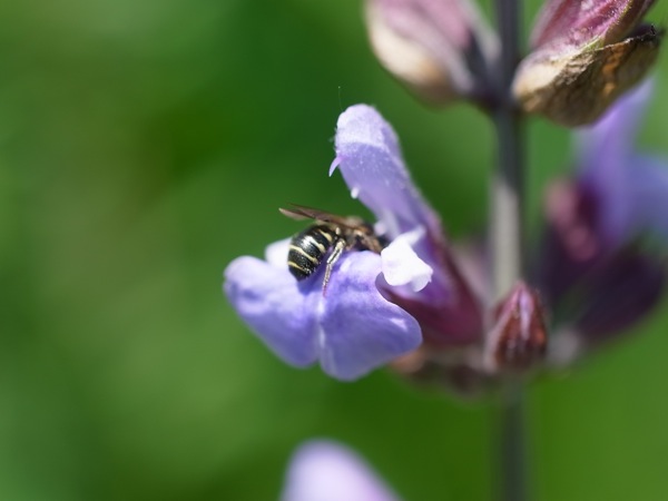 f:id:elmikamino:20110617111157j:image