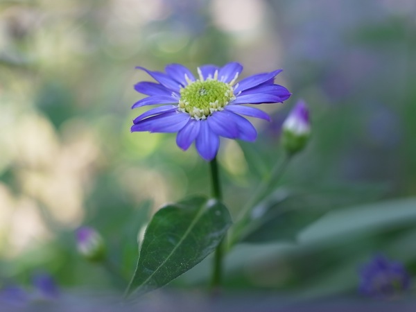 f:id:elmikamino:20110617111508j:image