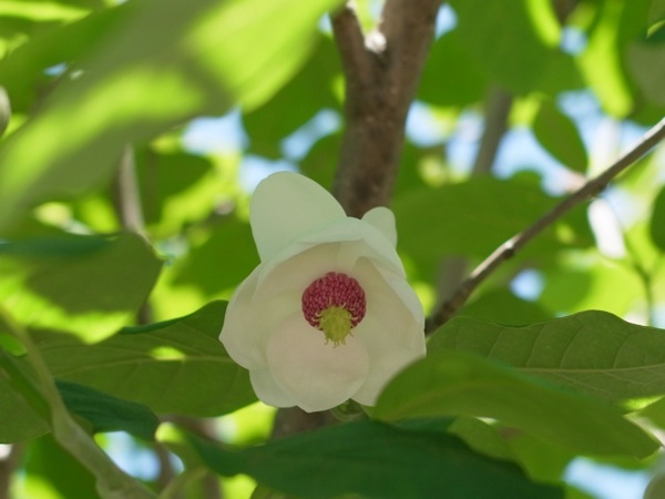 f:id:elmikamino:20110617111739j:image