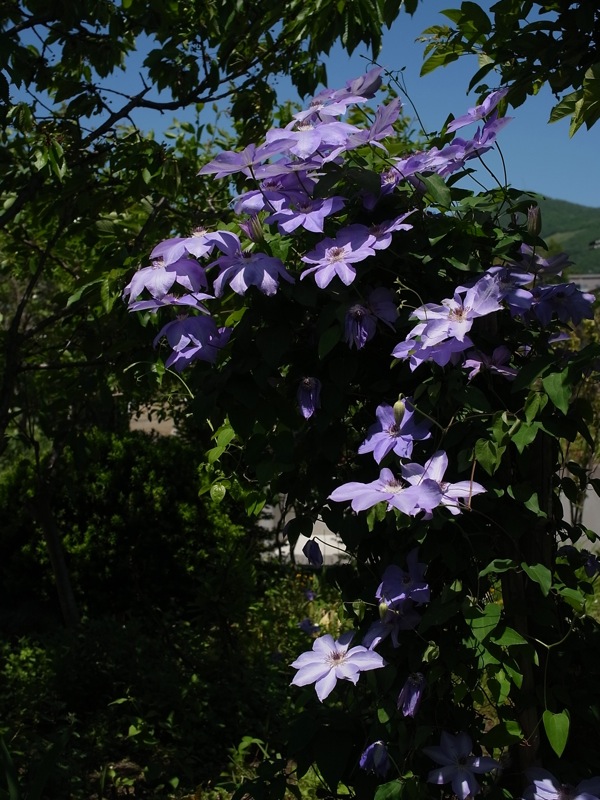 f:id:elmikamino:20110617112240j:image